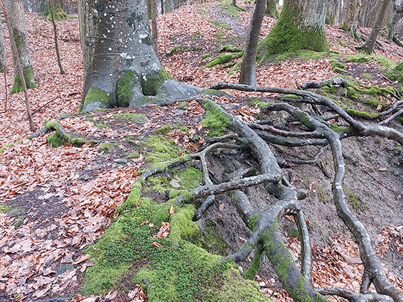 Die geheime Sprache der Bäume - Naturparkführer Schwäbisch-Fränkischer Wald e.V. Die geheime Sprache der Bäume - Naturparkführer Schwäbisch-Fränkischer Wald e.V.