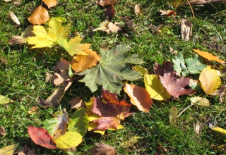 Waldspaziergang zur Herbst-Tag-und-Nachtgleiche