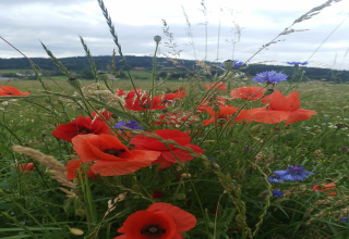 Essbare Blüten suchen, erkennen und sammeln