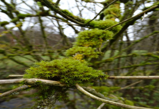 Natursin(n)fonie
