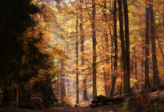 Waldbaden im Herbst: Stille und Farbenpracht