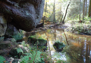 Bach und Baumgipfel