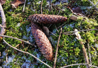 Klangvoller Waldsinn im Winter